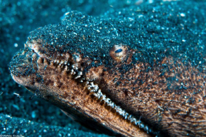 eel snake stargazer by Mathieu Foulquié 